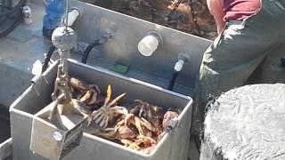 Offloading Crabs in Princeton Harbor.