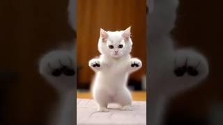 funny cat bike reaching dance #dancingcat #cat #catvideos #cute #0109