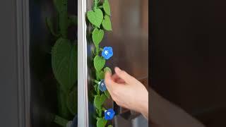 Magnetic Plants?