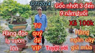 3/7/2024️0913134178 Hoàng Minh  xem vườn lớn nhiều cây độc lạ miền tây giao lưu gốc nhớt già mùa