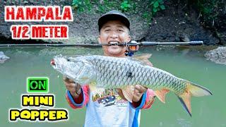 Casting Hampala Barb Fish Big | Poppers for Hampala Barb Big