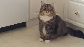 Говорящего кота - не переговорить! Уссури жжет) Сибирский кот