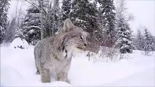 Canada Lynx GoPro