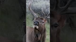 Sounds of the Rut #shorts #MyMontanaHunt #elk