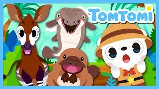 Unusual Hybrid Creatures | We are unexpected half-and-half animals! | Animal Song | TOMTOMI