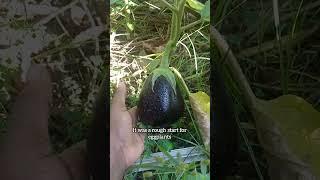 Growing purple eggplants and our seed saving culture #livingsustainablywithus #eggplant #seedsaving