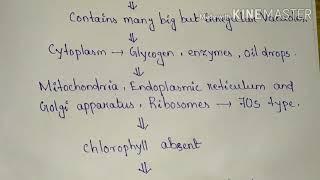 Structure of fungal cell