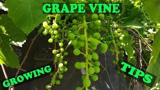 Easiest Fruit Vine To Grow | Growing Grape Vines