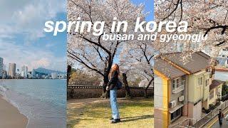 Busan and Gyeongju Weekend  spring cafe hopping, cherry blossoms, life in korea vlog