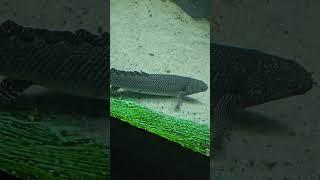 Exotic Fish # Bichir # Ancient Fish # Shorts #youtubeshorts