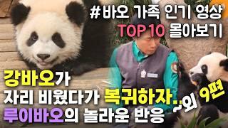 [개감동이양 바오가족 인기 영상 TOP 10 몰아보기] 후이바오 이빨에 낀 죽순 빼준 송바오 행동, 생각보다 더 엄청난 일이었다 외 9편