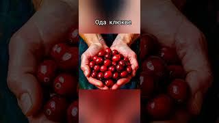 Ода клюкве,  песня на стихи Александра Пашкова - Антропова