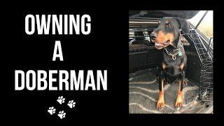 OWNING A DOBERMAN | Life with my doberman