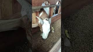 Pakan ternak tanpa ngarit pakai PELET KOMPLIT FEED untuk Kambing Domba Sapi di MAGELANG bisa COMBOR