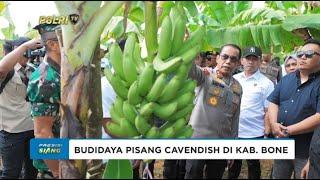 KAPOLDA SULSEL TINJAU BUDIDAYA PISANG CAVENDISH DI KAB  BONE