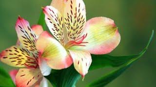 Relaxing music with real birds singing and chirping by arsi relaxation.peaceful nature