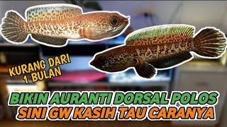 Cara membuat dorsal polos channa auranti - kurang dari 1 bulan langsung polos dorsalnya