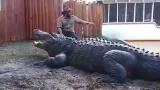 The biggest alligator in the whole world very dangerous reptile as well