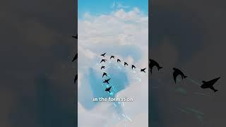 Why Birds Fly In ‘V’ Formations 