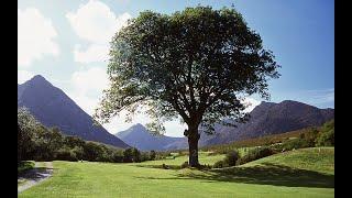 Some  ARRAN  TREES