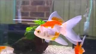 SOLD, Red and White Oranda, Thailand Imported, Shrimplovers Australia