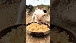 baby puppies hungry and puppies eating #dog #puppy #eating #trending #viral