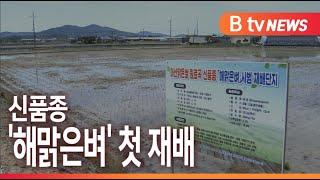 [B tv 중부뉴스]신품종 '해맑은벼' 첫 재배...아산맑은쌀 경쟁력 높인다