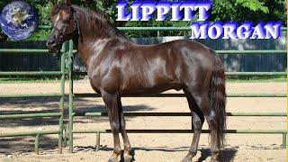 TOP Beautiful Lippitt Morgan Horse in the World!