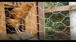 DIY: Best Chicken Coop [Part 2 of 6] Entry Door