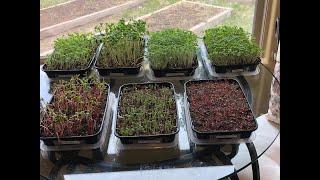 Growing Microgreens in Your Kitchen