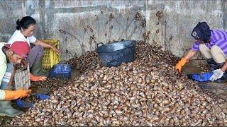 HOW TO LIVE Snails for Beginners-A PROMISING SMALL CAPITAL BUSINESS