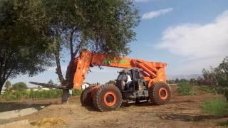 Largest Forklift in North America Rips Out 45 Foot Tall Elm