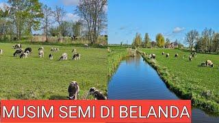 JALAN JALAN DI SEKITAR RUMAHKU DI MUSIM SEMI DI BELANDA