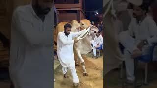 Umair Bhai k Janwar Moosa Cattle Farm