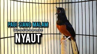 murai batu gacor AMPUH buat PANCINGAN murai batu agar bunyi JADIKAN burung murai gacor EMOSI NYAUT