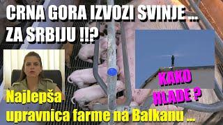 ŠOK! CRNA GORA IZVOZI SVINJE ZA SRBIJU  - Ovo se nikada nije dogodilo ! Evo kako je POKRENUTA FARMA!