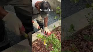 Такие феи #garden #gardening #юмор #land_blog #landscape #садоводство #стройка #дача