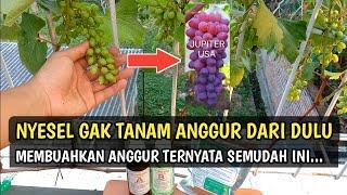 Cara Membuahkan Anggur di Pot | Agar Anggur Import Berbuah | Tabulampot Anggur Jupiter