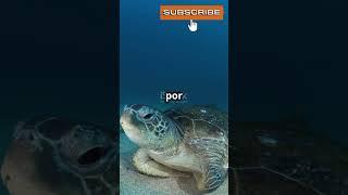 Curiosidades de las Tortugas Marinas 