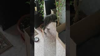 Зачем кошки так делают?