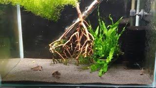 HOW TO BREED CORYDORAS CATFISH PART 1