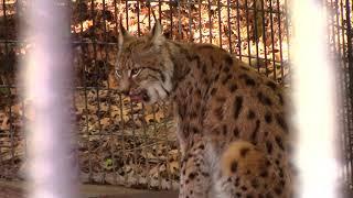 Facts about Eurasian Lynx