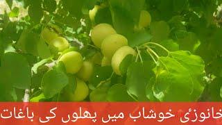 khanozai khushab me khubani ka bagh| travel to balochistan|Sami khan vlogs#1|khanozai khushab garden