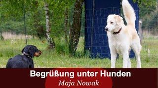 Begrüßung & Sozialverhalten unter Hunden - Maja Nowak