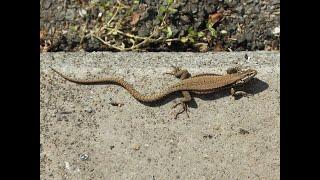 Lucertole - Lucertola muraiola (Podarcis muralis) - Wall lizard - Lagarto de pared - Lézard