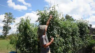 Grow lots of tomatoes 9ft tall tomato plants {Update Part #4} no till tomatoes. Organic Gardening