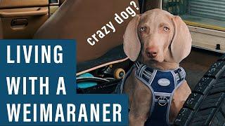 Living with a Weimaraner | Should You Get One?