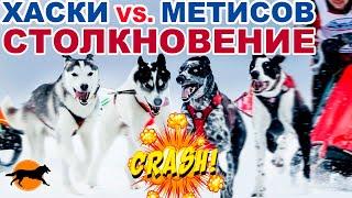 МАССТАРТ УПРЯЖКИ 2 СОБАКИ | ХАСКИ против МЕТИСОВ. Фестиваль Nordic Rush 2021 (Нордик Раш).