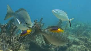 Identifying Some Florida Reef Fish