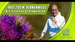 Blumenwiese anlegen | fast 200qm Wildblumen | Bienenweide säen | Biene, Schmetterling & Co